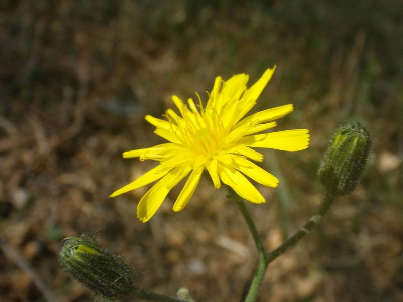 Hieracium pictum photo 5