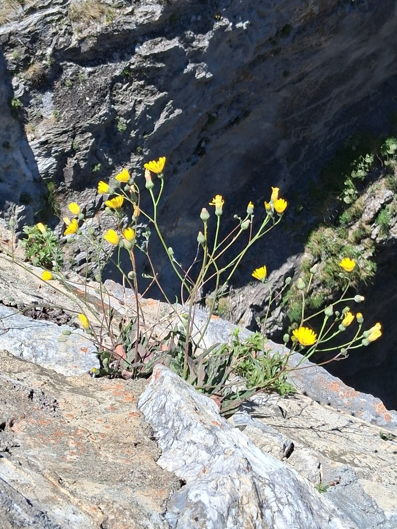 Hieracium pictum photo 6