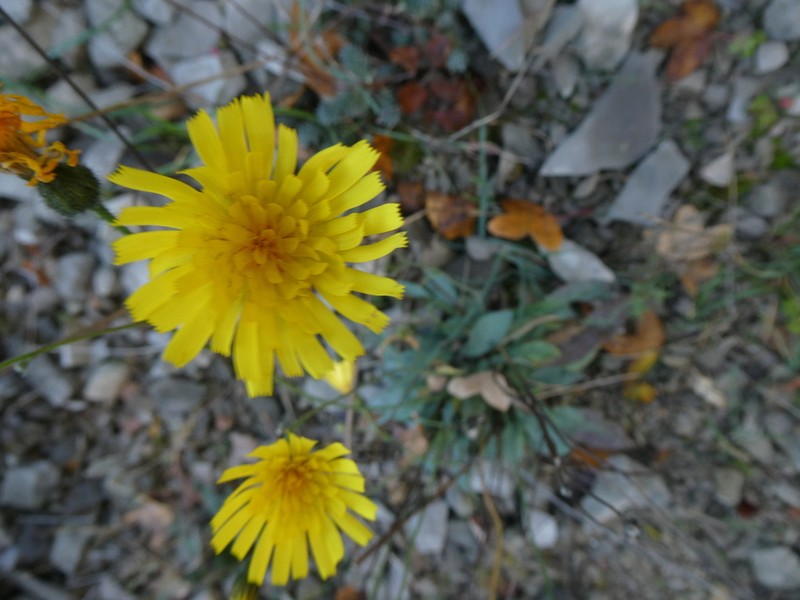 Hieracium pictum photo 7