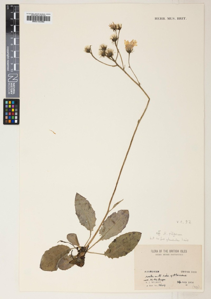 Hieracium piligerum