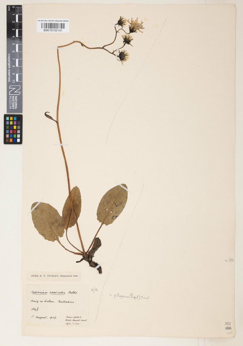 Hieracium piligerum photo 3