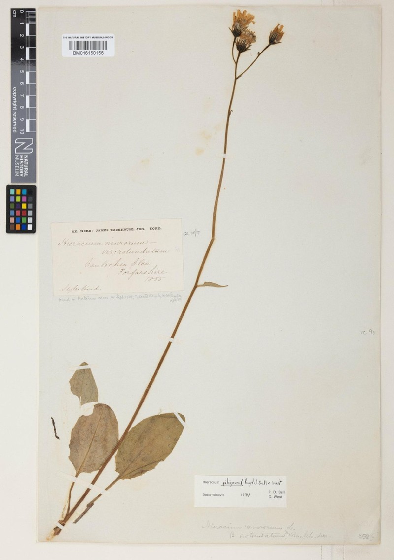 Hieracium piligerum photo 4