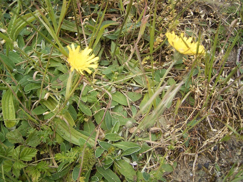 Mouseear Hawkweed