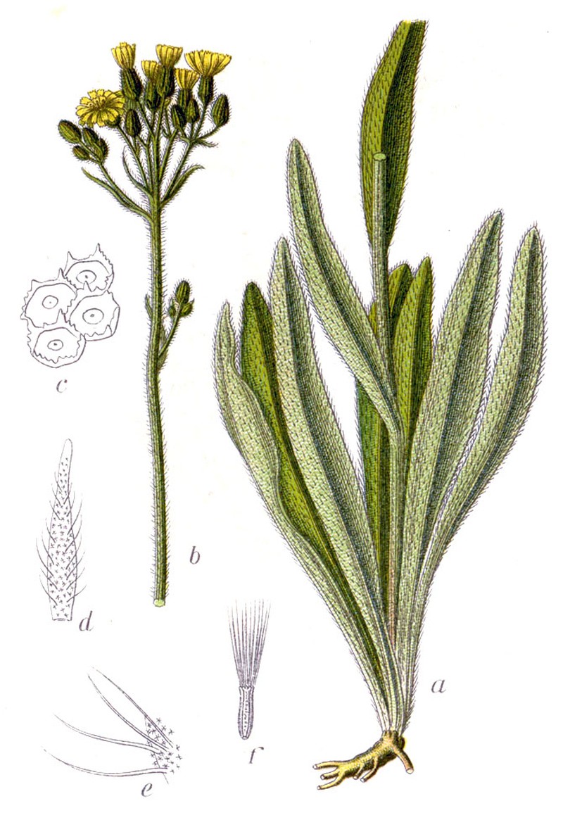 Tall Hawkweed