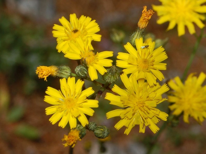 Tall Hawkweed photo 2
