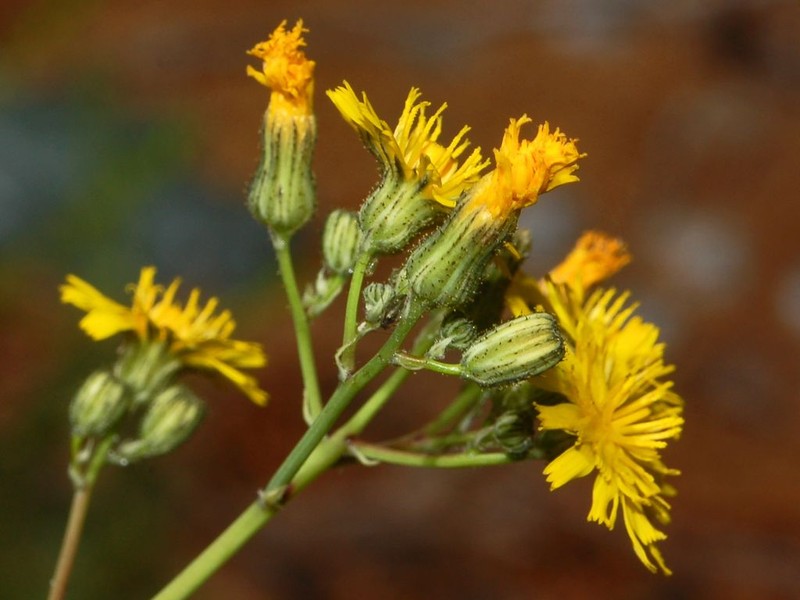 Tall Hawkweed photo 3
