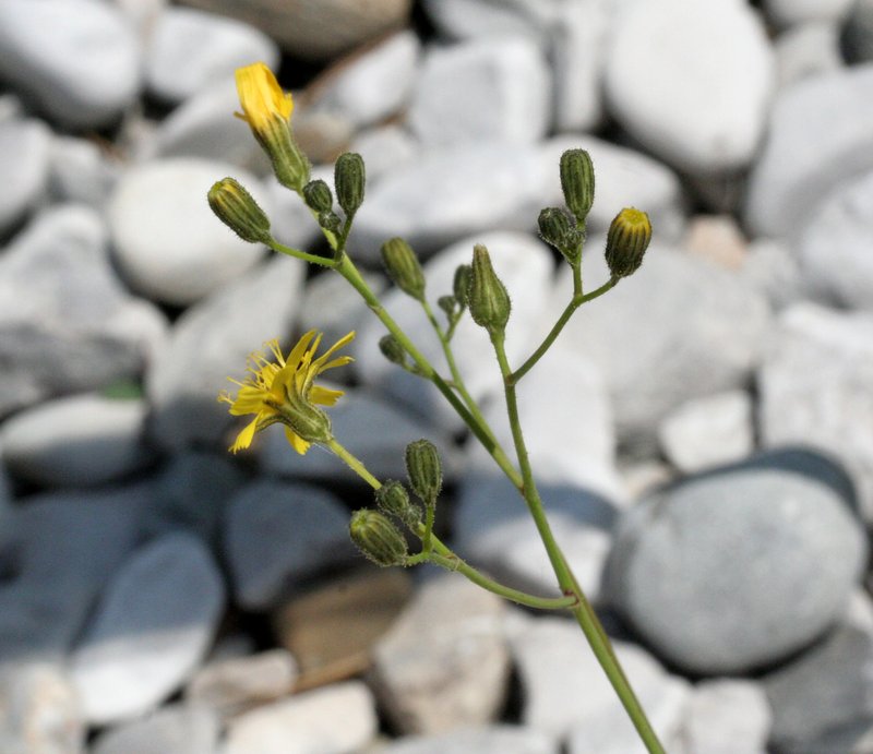 Tall Hawkweed photo 4