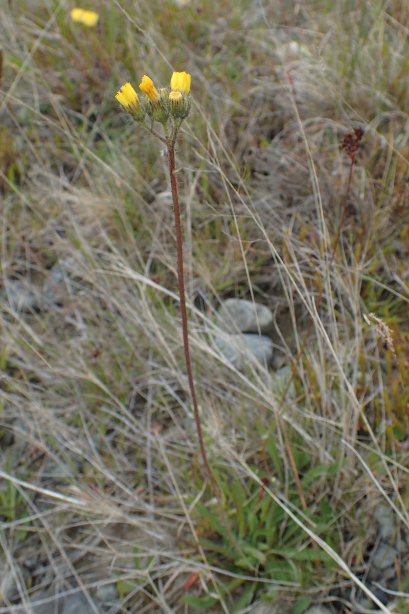 Tall Hawkweed photo 5