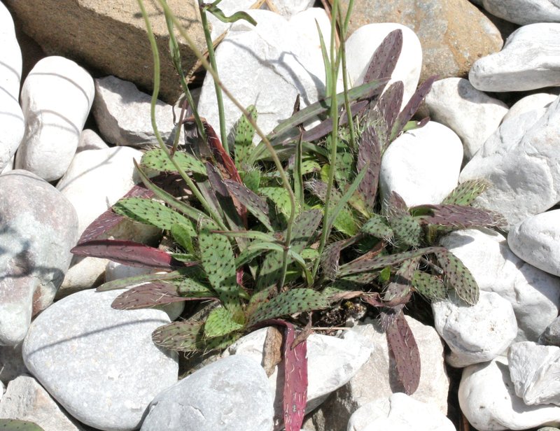 Tall Hawkweed photo 6
