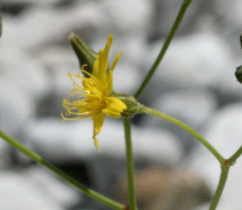 Tall Hawkweed photo 7