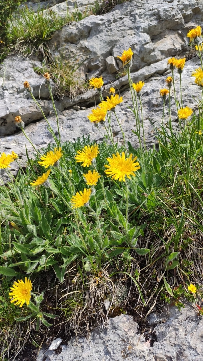 Hieracium pilosum