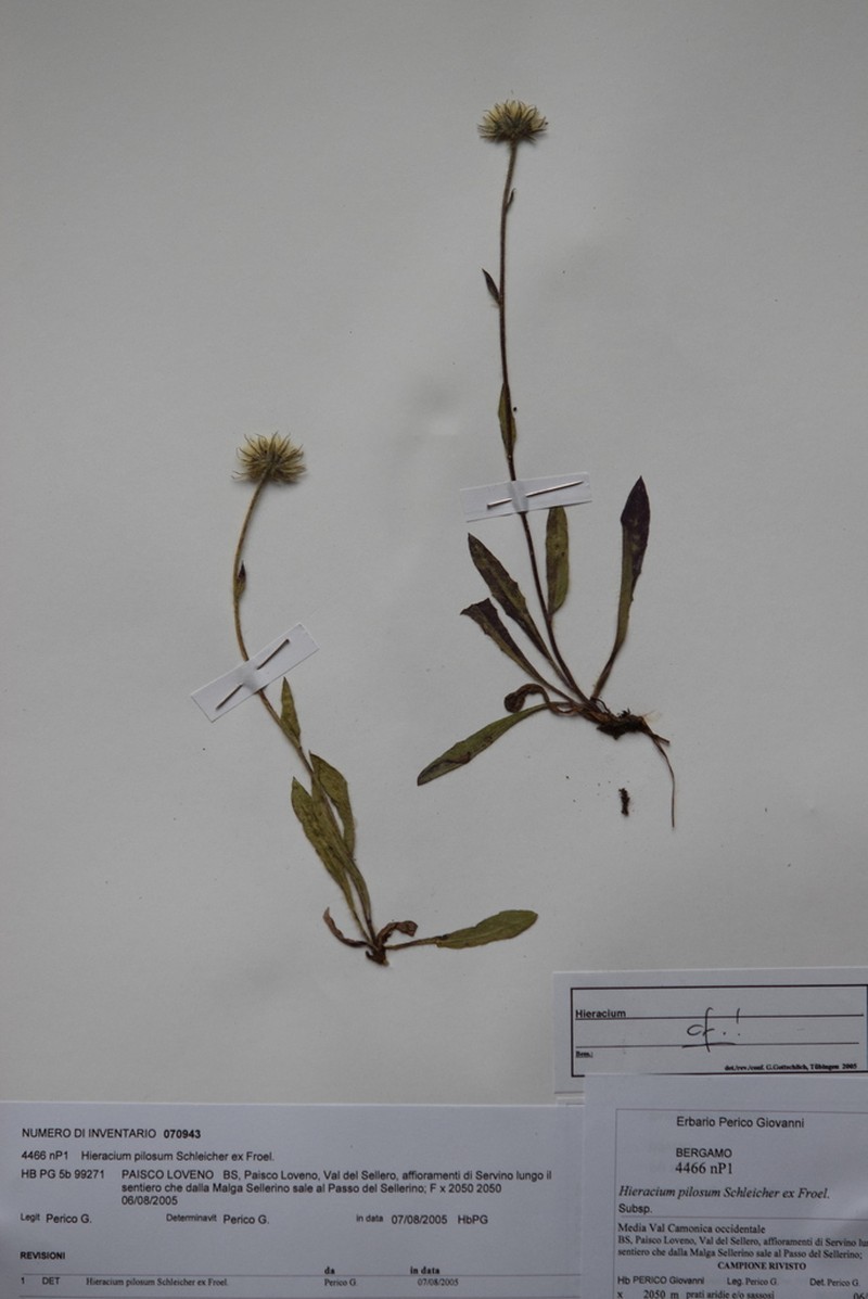 Hieracium pilosum photo 2