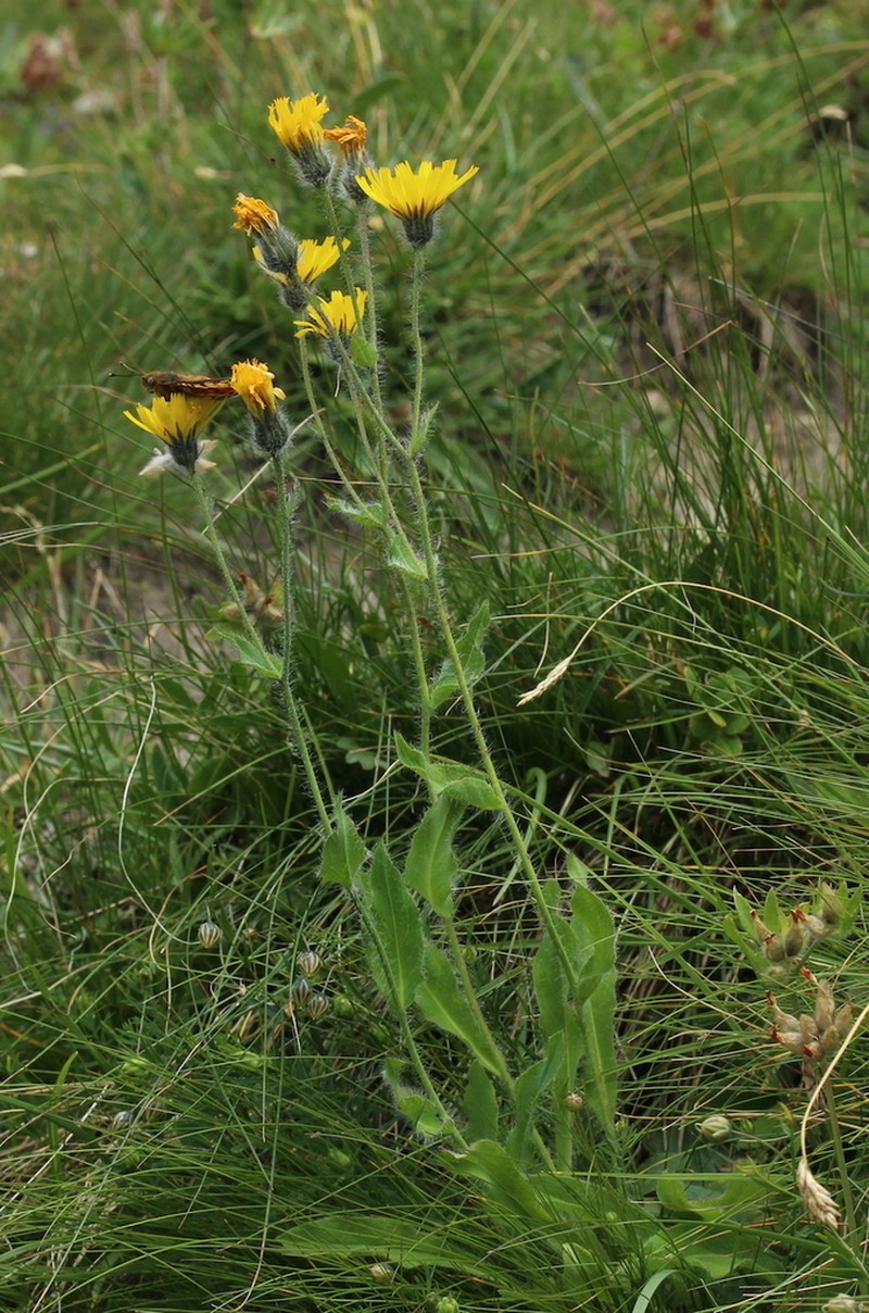Hieracium pilosum photo 3