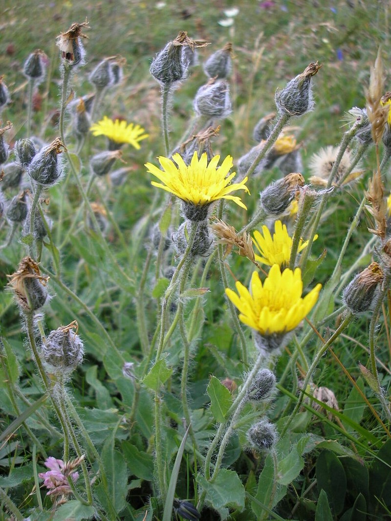Hieracium pilosum photo 4