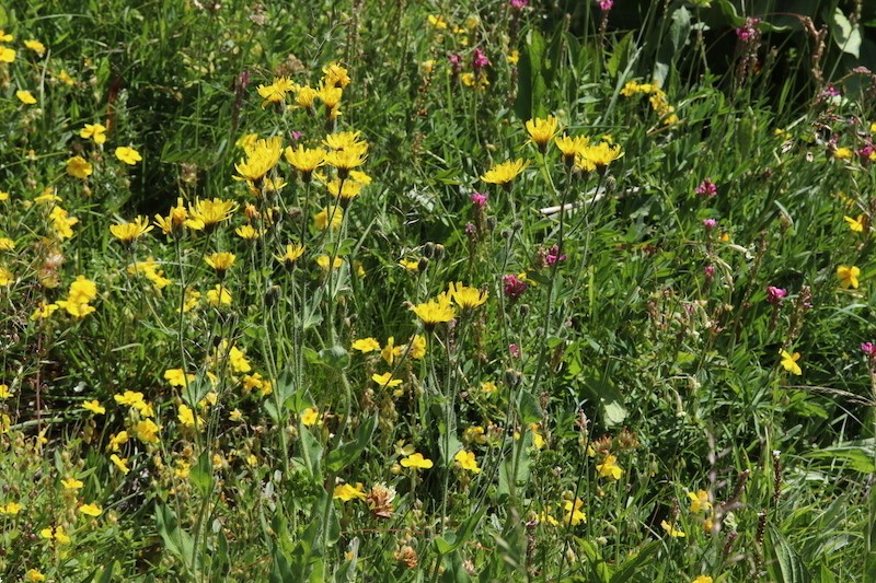 Hieracium pilosum photo 5