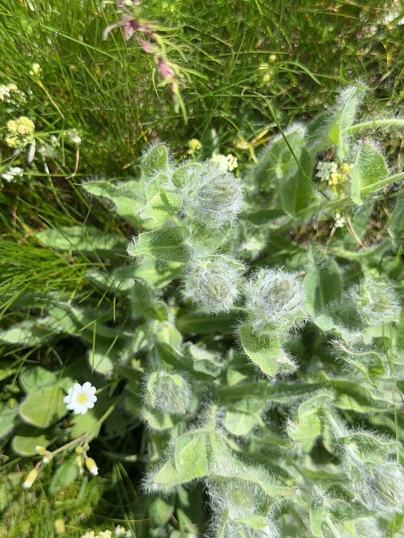 Hieracium pilosum photo 6