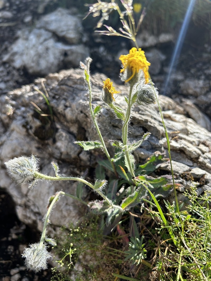 Hieracium pilosum photo 7
