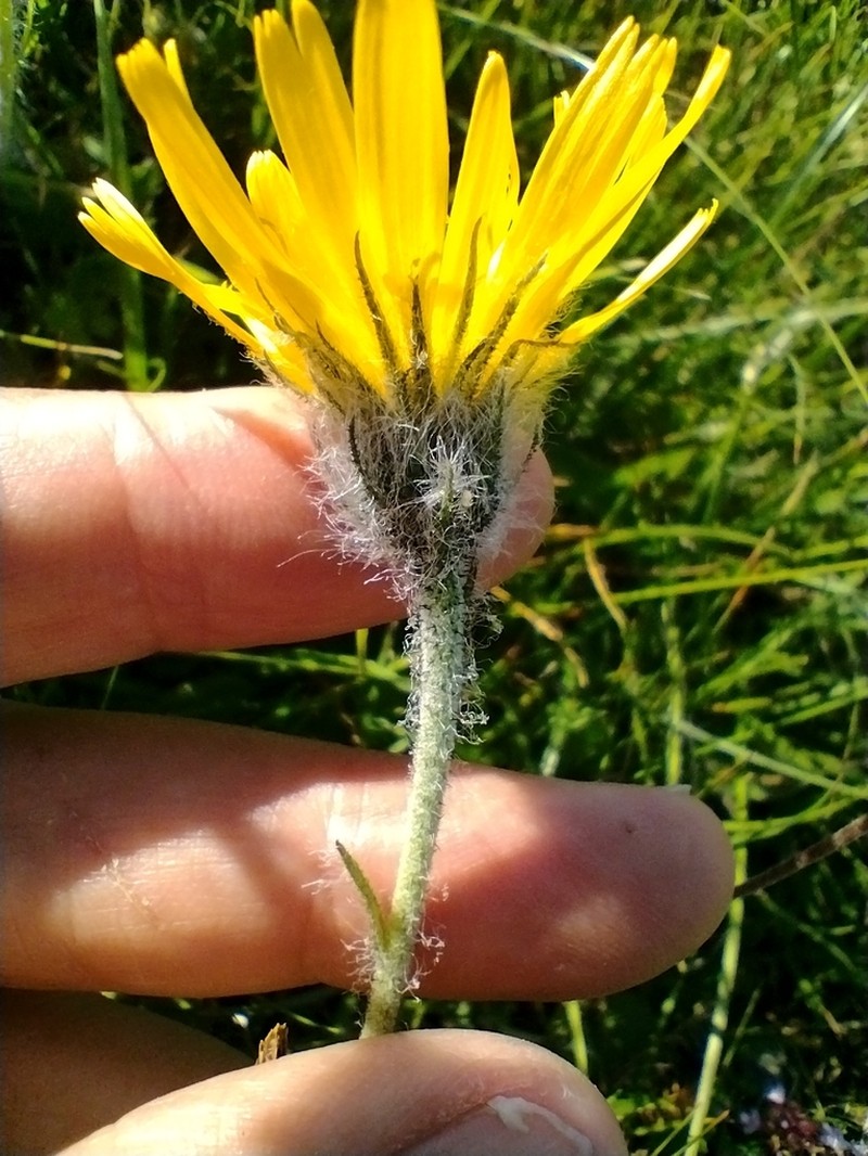 Hieracium pilosum photo 8