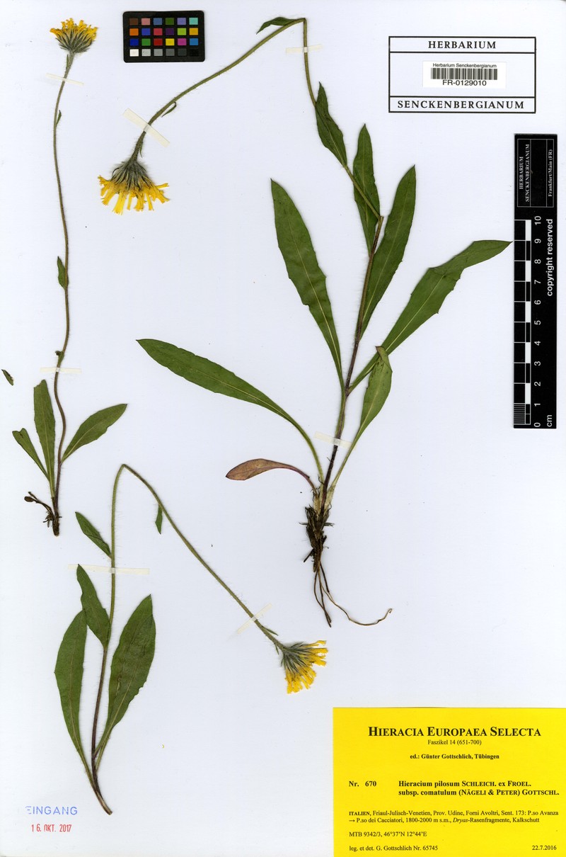 Hieracium pilosum subsp. comatulum