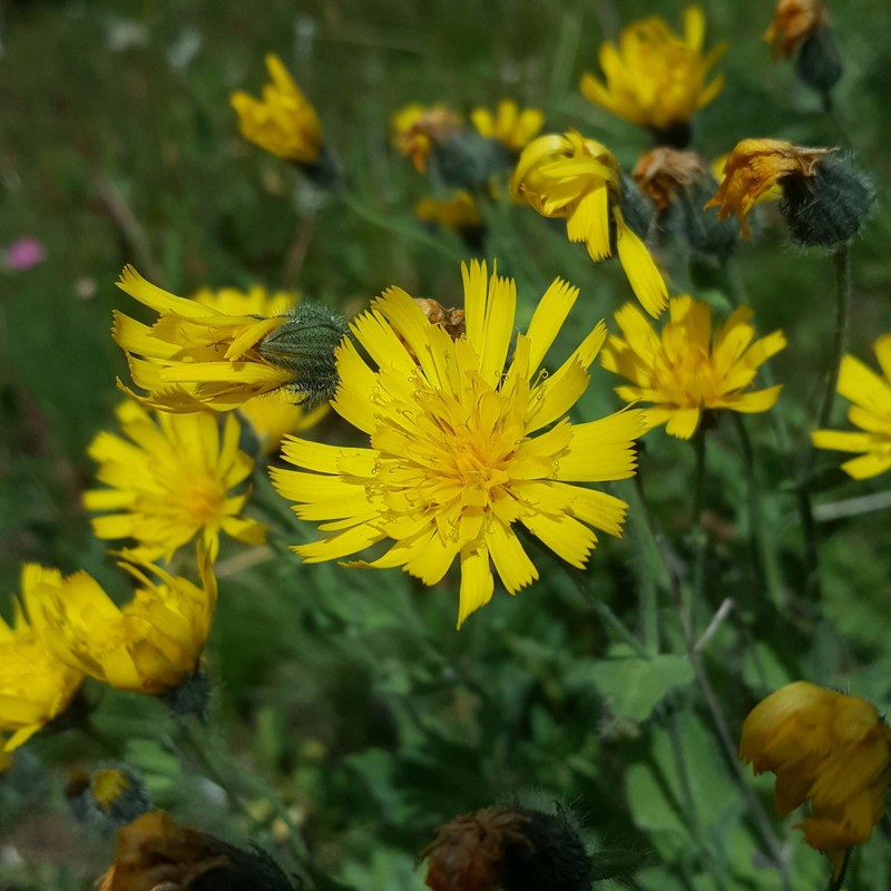 Hieracium pilosum subsp. villosiceps