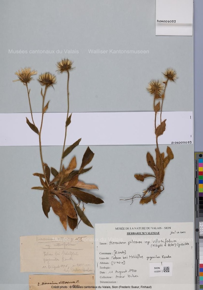 Hieracium pilosum subsp. villosifolium