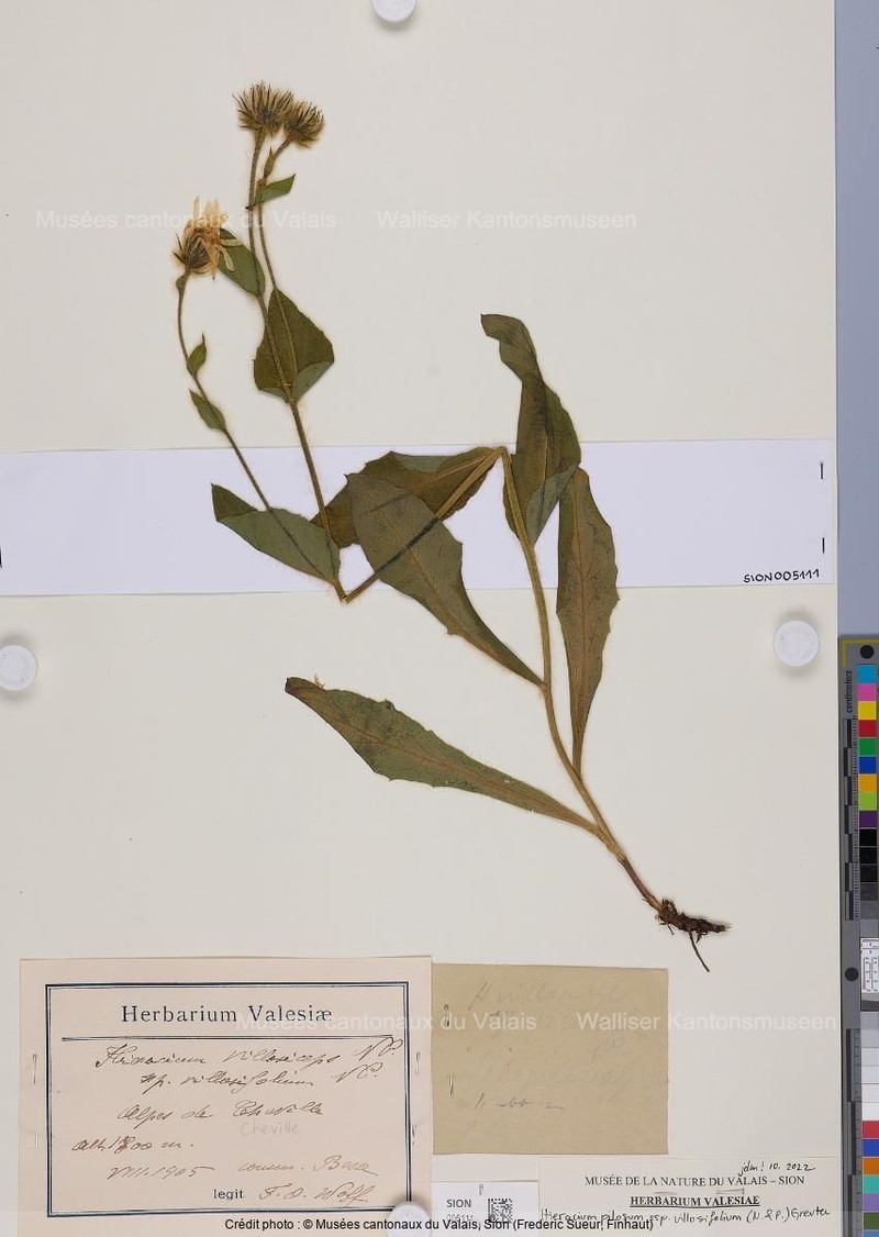 Hieracium pilosum subsp. villosifolium photo 2
