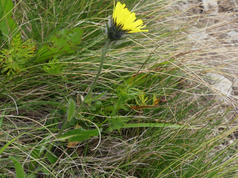 Hieracium pinetophilum