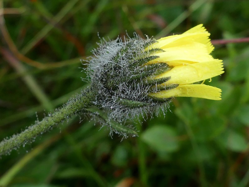 Hieracium pinetophilum photo 2
