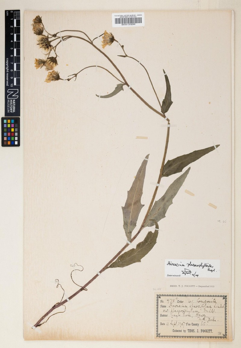 Hieracium placerophylloides