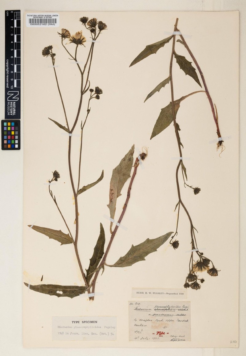 Hieracium placerophylloides photo 2