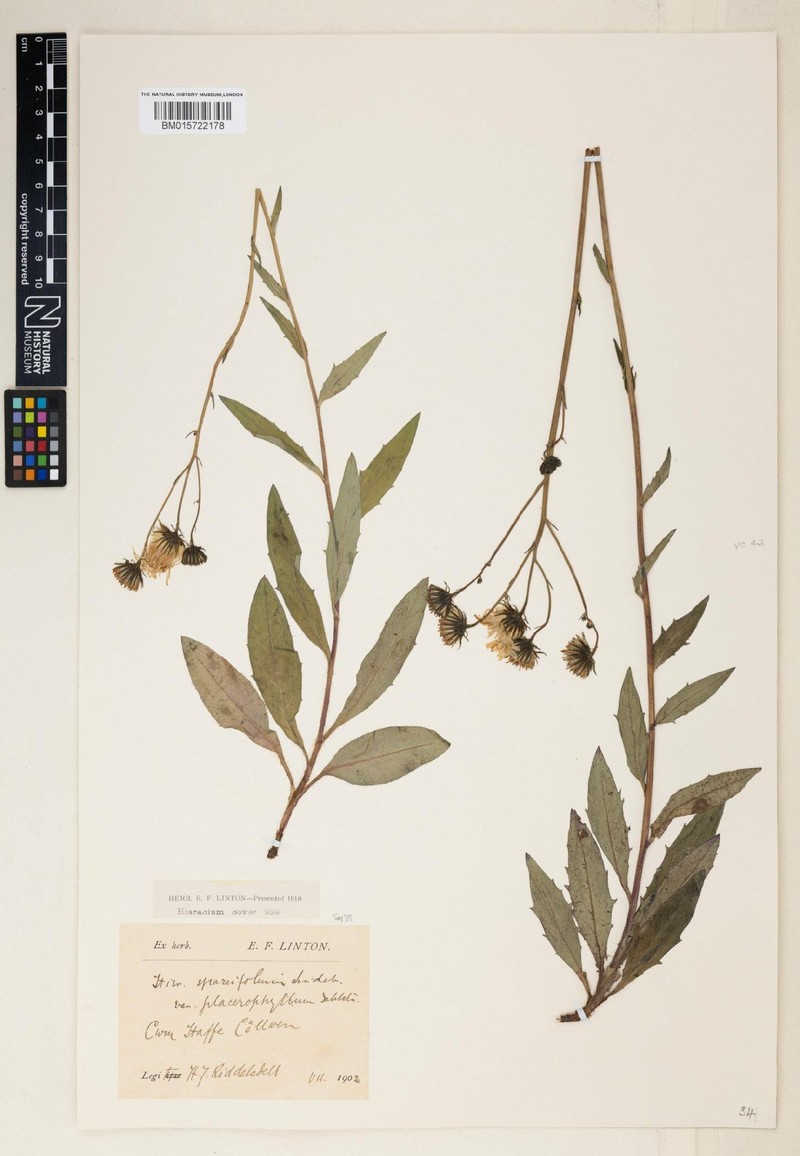 Hieracium placerophylloides photo 3