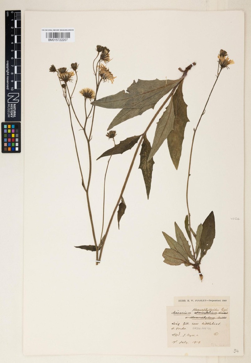 Hieracium placerophylloides photo 4