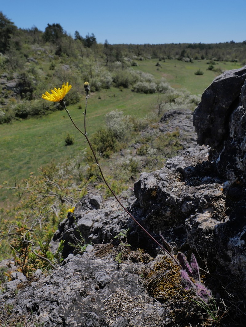 Hieracium planchonianum