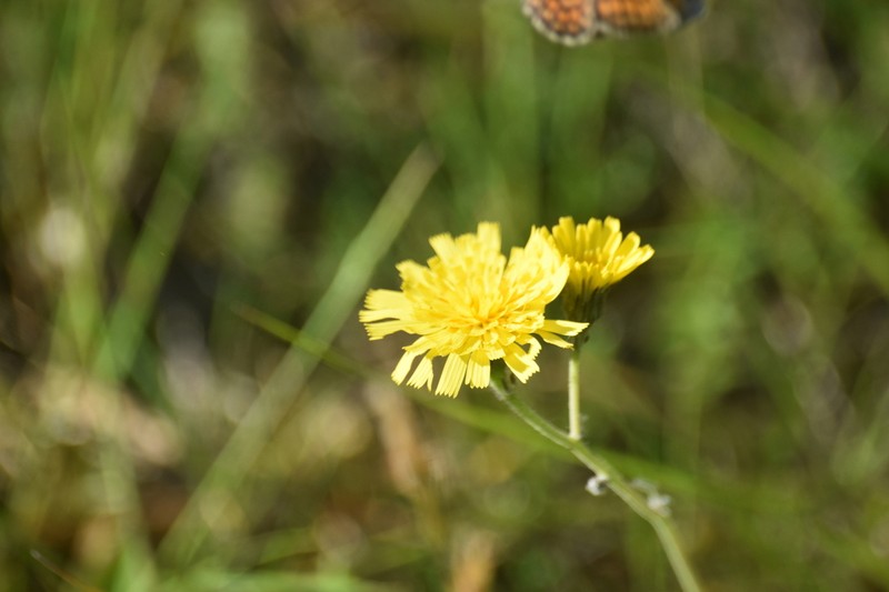 Hieracium planchonianum photo 3
