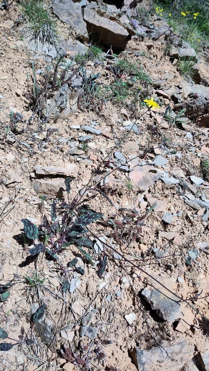 Hieracium planchonianum photo 4