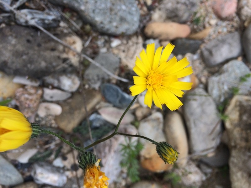 Hieracium planchonianum photo 5