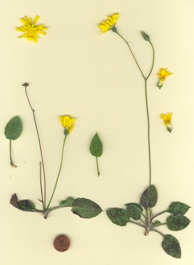 Hieracium planchonianum photo 6