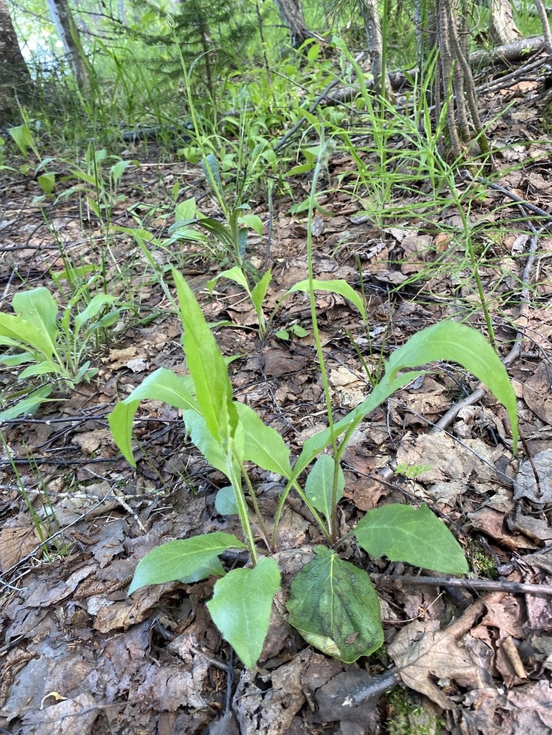 Hieracium plicatum