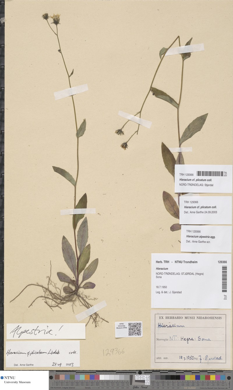 Hieracium plicatum photo 2