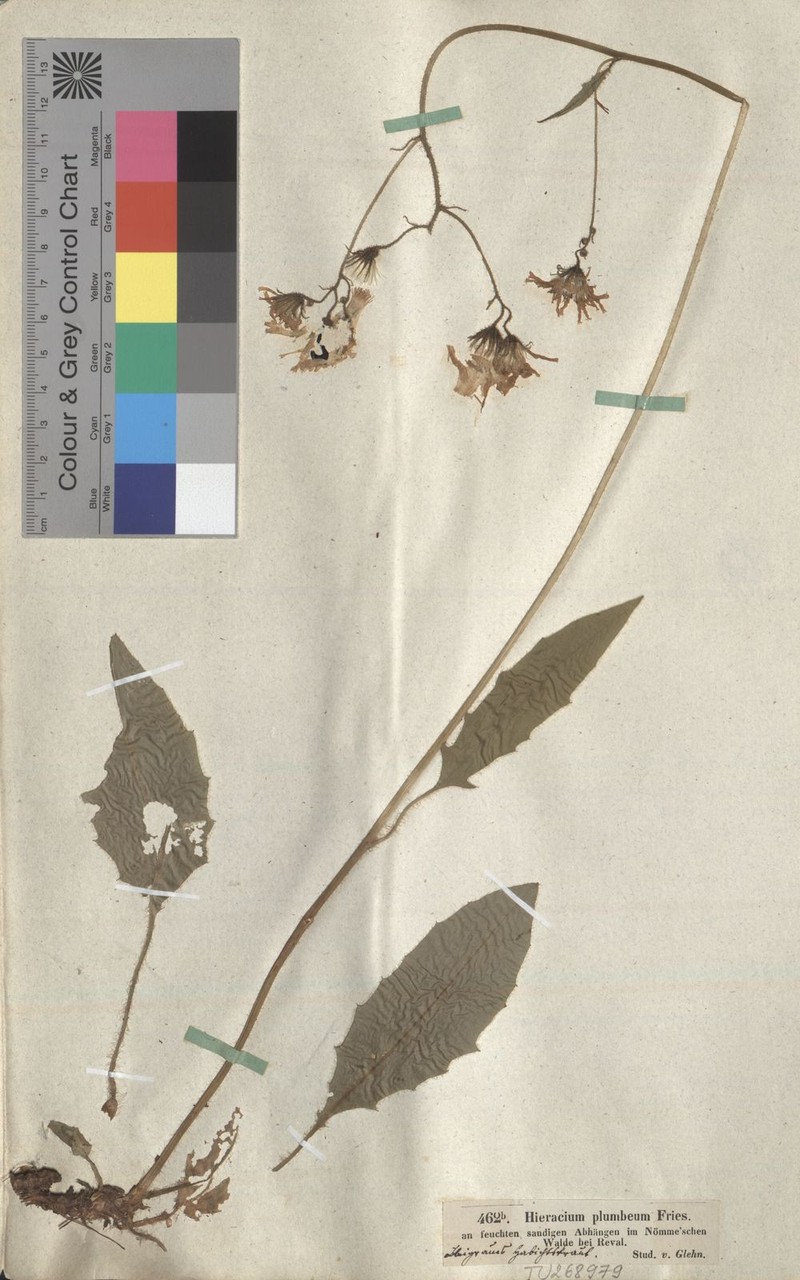 Hieracium plumbeum