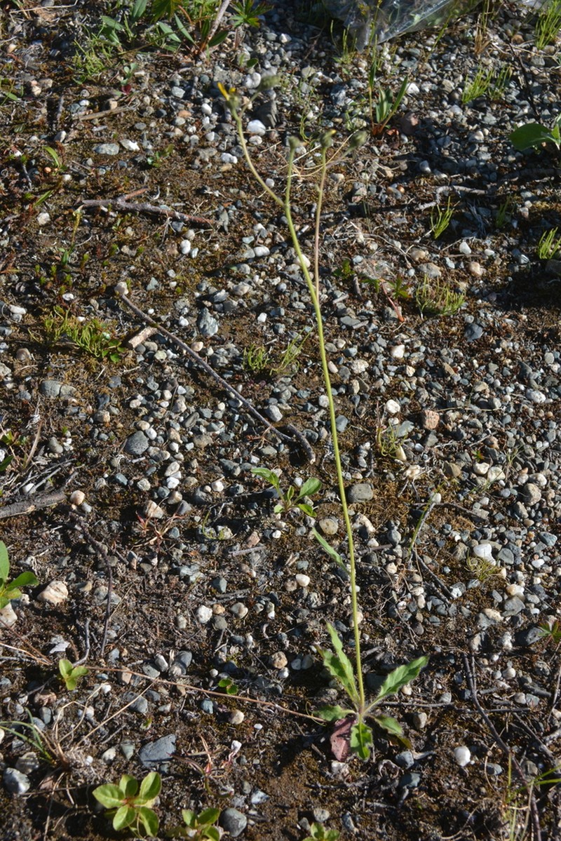 Hieracium pluricaule