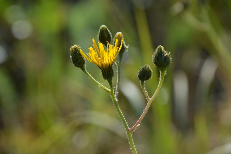 Hieracium pluricaule photo 2