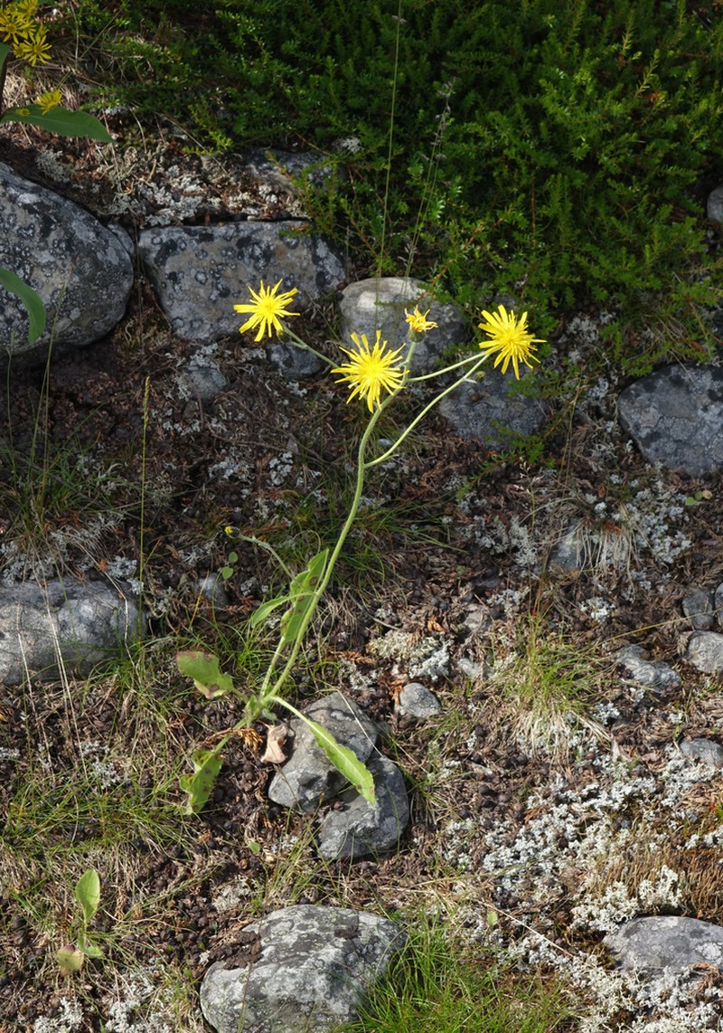 Hieracium pluricaule photo 3