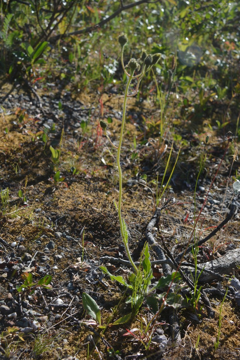 Hieracium pluricaule photo 5