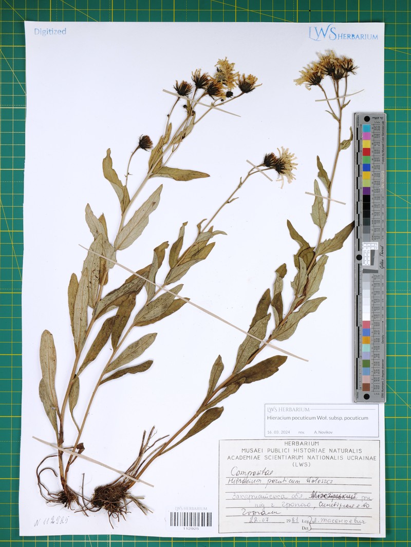Hieracium pocuticum photo 2
