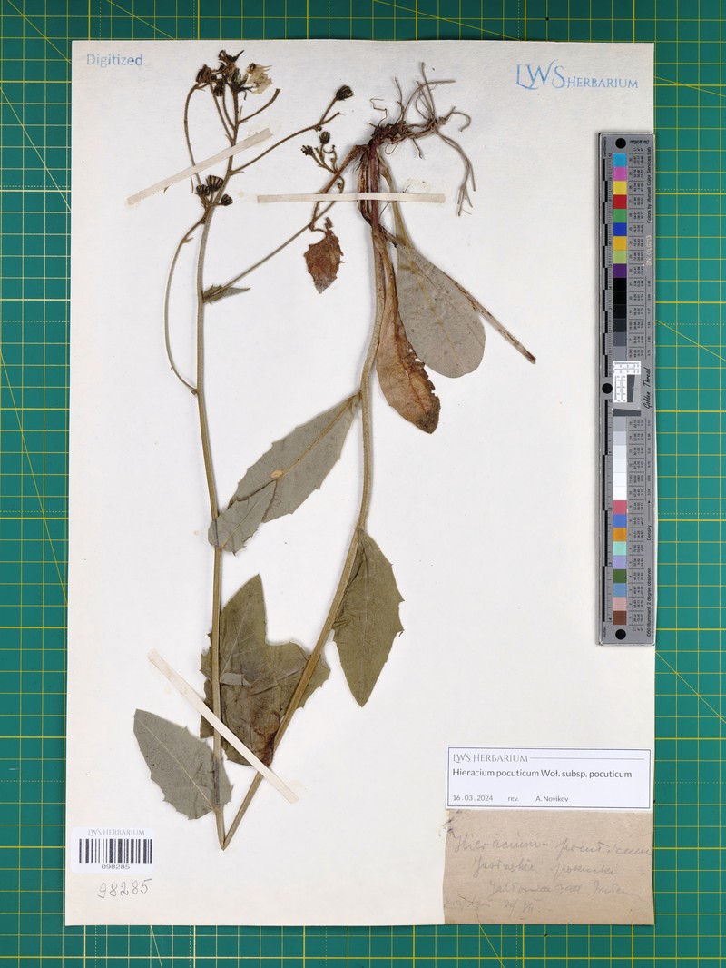 Hieracium pocuticum photo 3