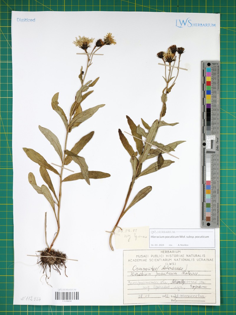 Hieracium pocuticum subsp. pocuticum