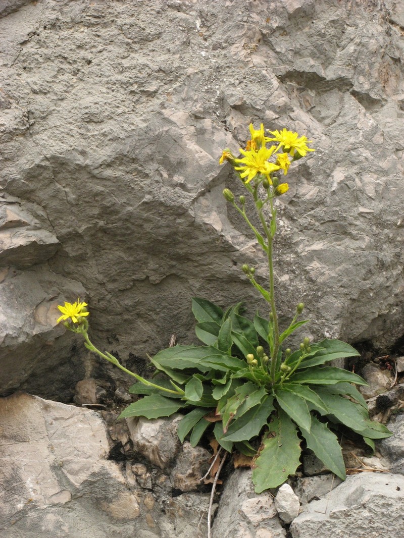 Hieracium pojoritense