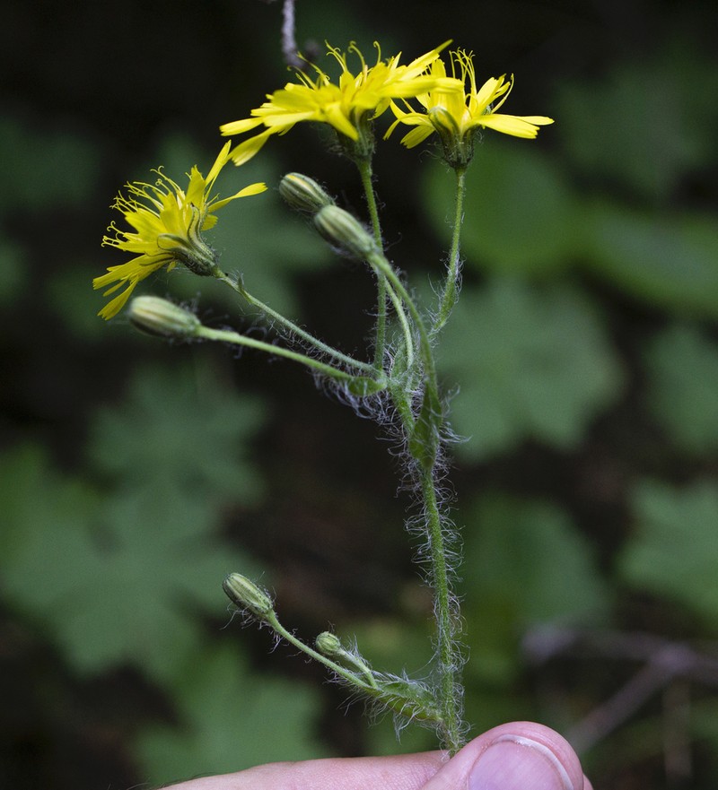 Hieracium pojoritense photo 2