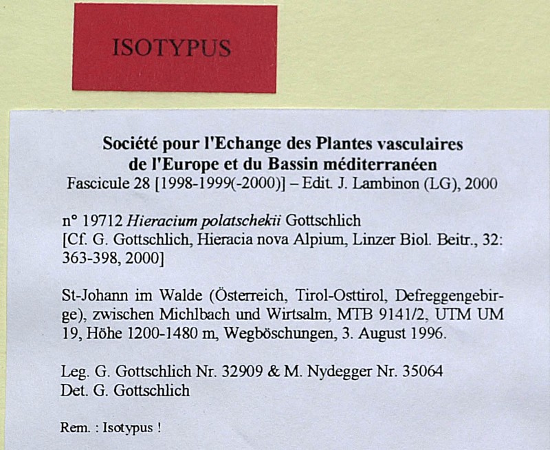 Hieracium polatschekii